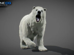 Pacchetto Orsi animati Modello 3D