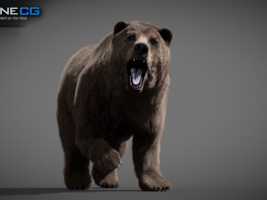 Animated Bears Pack Model 3D