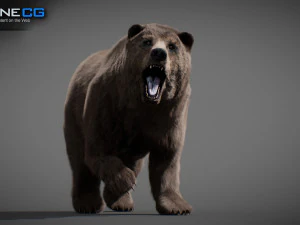 Pacchetto Orsi animati Modello 3D