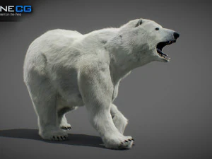 Pacchetto Orsi animati Modello 3D