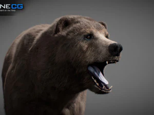 Pacchetto Orsi animati Modello 3D