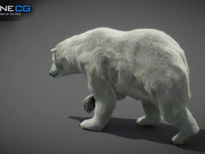 Pacchetto Orsi animati Modello 3D