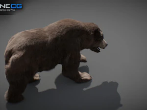 Pacchetto Orsi animati Modello 3D
