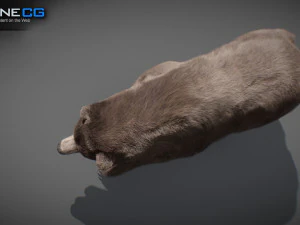 Pacchetto Orsi animati Modello 3D