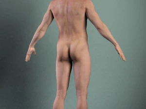 Adult Male Brian 3D Model