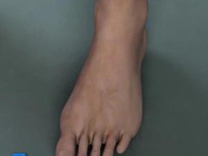 Adult Male Brian 3D Model