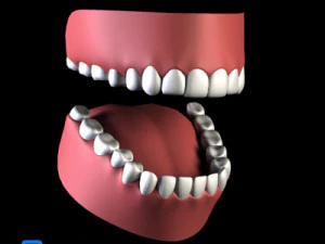 Adult Male Brian 3D Model