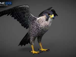 3D Animated Falcon 3D मॉडल
