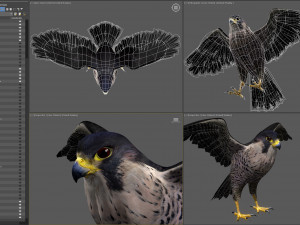 3D Animated Falcon 3D मॉडल