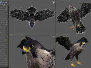 3D-анимированный сокол 3D Модель