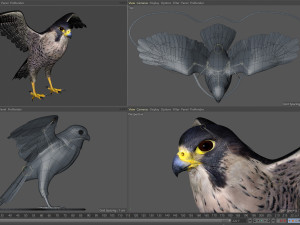 3D Animated Falcon 3D मॉडल
