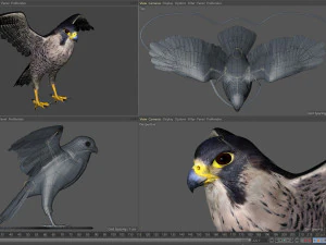 3D-анимированный сокол 3D Модель