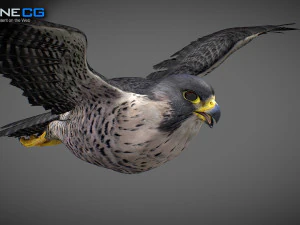 3D-анимированный сокол 3D Модель