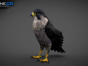 3D-анимированный сокол 3D Модель