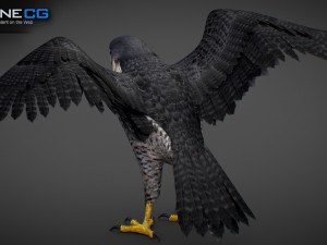 3D Animated Falcon 3D मॉडल