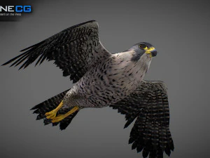 3D-анимированный сокол 3D Модель