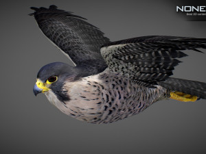 3D Animated Falcon 3D मॉडल