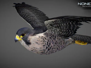 3D-анимированный сокол 3D Модель