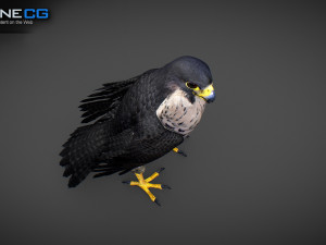 3D Animated Falcon 3D मॉडल