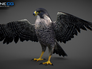 3D Animated Falcon 3D मॉडल
