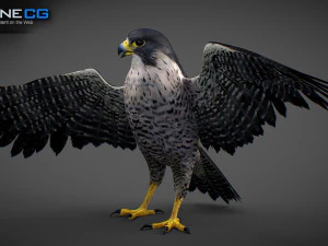 3D-анимированный сокол 3D Модель