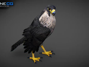 3D-анимированный сокол 3D Модель