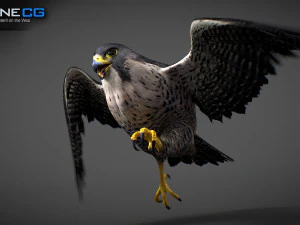 3D-анимированный сокол 3D Модель