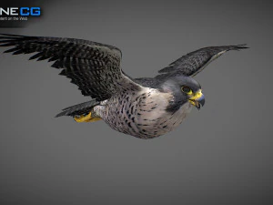 3D-анимированный сокол 3D Модель