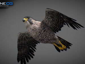 3D Animated Falcon 3D मॉडल