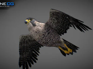 3D-анимированный сокол 3D Модель