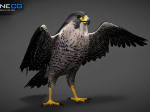 3D-анимированный сокол 3D Модель