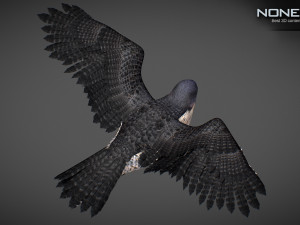 3D Animated Falcon 3D मॉडल