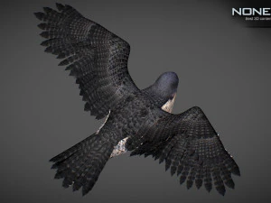 3D-анимированный сокол 3D Модель