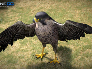 3D-анимированный сокол 3D Модель