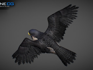 3D Animated Falcon 3D मॉडल