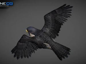 3D-анимированный сокол 3D Модель