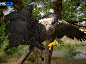 3D Animated Falcon 3D मॉडल