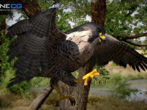 3D-анимированный сокол 3D Модель