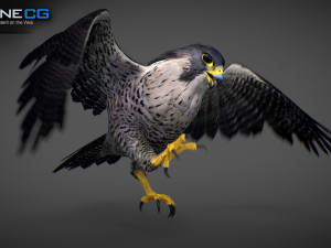 3D Animated Falcon 3D मॉडल