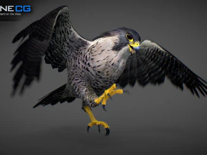 3D-анимированный сокол 3D Модель