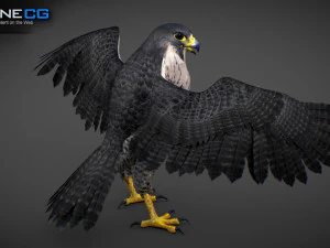 3D-анимированный сокол 3D Модель