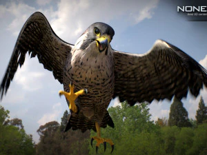 3D-анимированный сокол 3D Модель