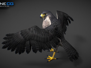 3D Animated Falcon 3D मॉडल
