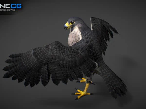 3D-анимированный сокол 3D Модель