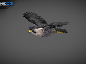 3D Animated Falcon 3D मॉडल