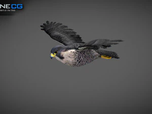 3D-анимированный сокол 3D Модель