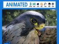 3D Animated Falcon Model 3D
