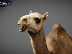 Animated Camel v2 3D Model