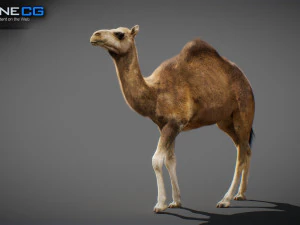 Animated Camel v2 3D Model