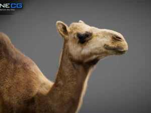 Animated Camel v2 3D Model